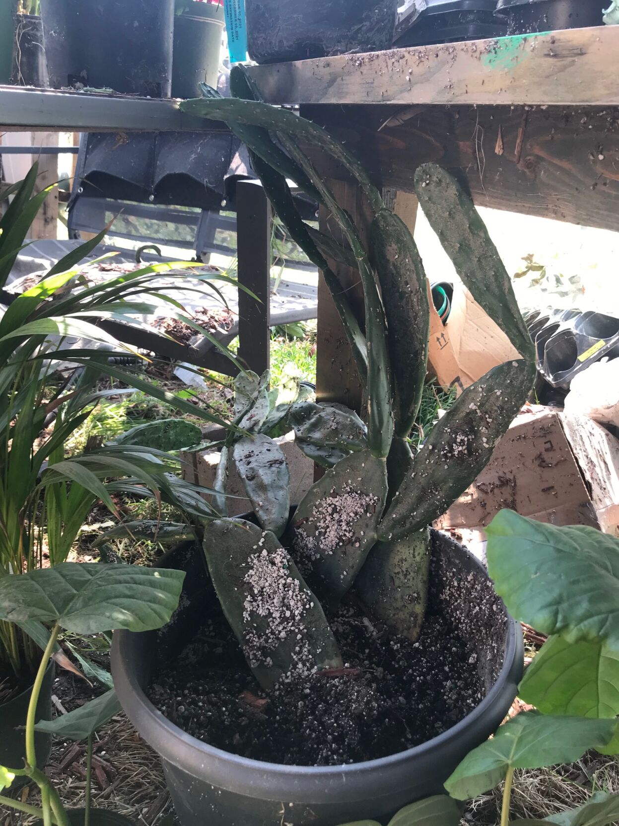 Cactus